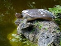 Spiny softshell turtle Royalty Free Stock Photo