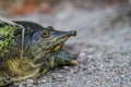 Spiny softshelled turtle Royalty Free Stock Photo