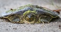 Spiny softshelled turtle Royalty Free Stock Photo