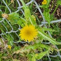 Spiny Sowthistle - Sonchus Asper Royalty Free Stock Photo