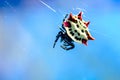 Spiny Spider