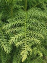 Spiny spruce leaves