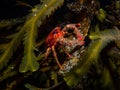 Spiny Squat Lobster sits among the wrackweed of Loch Fyne, Scotland Royalty Free Stock Photo