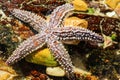 Spiny star fish or Starfish scientific name Marthasterias glacia