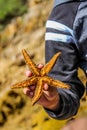 Spiny star fish or Starfish scientific name Marthasterias glacia