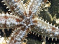 Spiny Starfish 2 Royalty Free Stock Photo