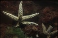 Spiny starfish Marthasterias glacialis Royalty Free Stock Photo