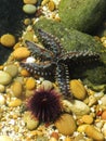 Spiny Starfish and purple Urchin