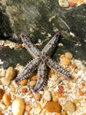 Spiny Starfish in rock pool Royalty Free Stock Photo