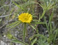 Spiny Starwort