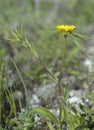 Spiny Starwort