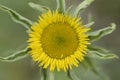 Spiny starwort