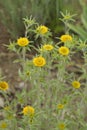 Spiny starwort