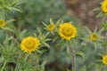 Spiny starwort