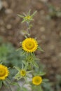 Spiny starwort