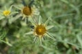 Spiny starwort