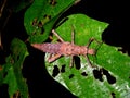 Spiny Stick Insect in Rainforest Jungle at Night