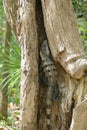 Spiny Tailed Iguana Hiding in a Tree Trunk Royalty Free Stock Photo