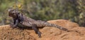 Spiny-Tailed Iguana Royalty Free Stock Photo