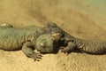 Spiny-tailed lizard Royalty Free Stock Photo