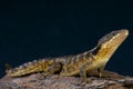 Spiny-tailed lizard / Cordylus tropidosternum Royalty Free Stock Photo