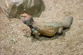 Spiny-tailed lizard (Uromastyx acanthinurus)