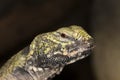 FOUETTE QUEUE uromastyx acanthinurus