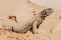 Spiny tailed lizards, Arabian Black Head Desert Lizard Reptile Animal standing on rock background in Al Qudra Lakes Dubai