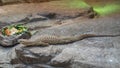 Spiny-Tailed Monitor Lizard Varanus Acanthurus