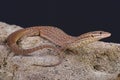 Spiny-tailed monitor / Varanus acanthurus