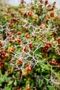 Spiny or Thorny Burnet - Sarcopoterium spinosum, Cyprus Royalty Free Stock Photo