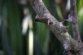 Spiny Tree Trunk of Zanthoxylum americanum, Prickly ash. Close-up in natural sunligh.