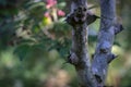 Spiny Tree Trunk of Zanthoxylum americanum, Prickly ash. Close-up in natural sunligh.