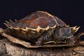 Spiny turtle (Heosemys spinosa) Royalty Free Stock Photo