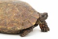 The spiny turtle (Heosemys spinosa) The spiny turtle (Heosemys spinosa) isolated on white background