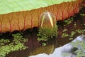 Victoria Amazonica Flower Bud Growing by Large Lily Pad in a Pond Royalty Free Stock Photo