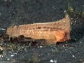 Spiny waspfish