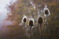 Spiny weed in the forest, wrapped in cobweb, on a dark background in autumn_