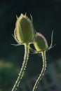 Dispacus fullonum commonly known as teasel