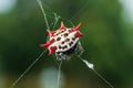 Spinybacked orb weaver spider Gasteracantha cancriformis macro - Pembroke Pines, Florida, USA