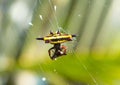 spinybacked Orb weaver spider. Royalty Free Stock Photo