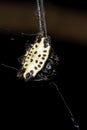 Spinybacked Orbweaver