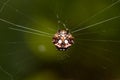 Spinybacked Orbweaver spider Royalty Free Stock Photo