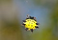 Spinybacked orbweaver spider (Gasteracantha cancriformis) female in its web.