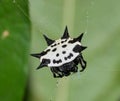 Spinybacked orbweaver spider (Gasteracantha cancriformis) female in its web.