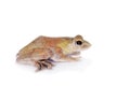 Spinybottom tree frog, rhacophorus execophygus, on white Royalty Free Stock Photo