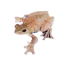 Spinybottom tree frog, rhacophorus execophygus, on white Royalty Free Stock Photo