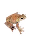 Spinybottom tree frog, rhacophorus execophygus, on white Royalty Free Stock Photo