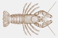 Spinycheek crayfish in top view Royalty Free Stock Photo