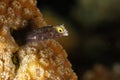 Spinyhead Blenny emerging from its coral home to some passing plankton Royalty Free Stock Photo